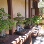 Oh, Hi! Bonsai! Oh, Hi! Bonsai!