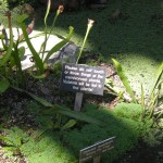 These Plants Will Eat You These Plants Will Eat You
