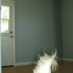 Peanut's Tail