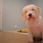 Peanut Says Hi