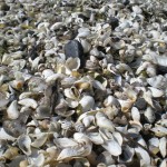 And a pretty, background-friendly picture of shells as well
