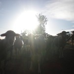 At the Good Samaritan Rehab Center--these sheep said, "Whaaat?"